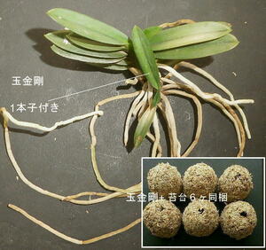 富貴蘭「玉金剛+苔台6ヶset」同梱出品★バランス良く葉姿整った1本子付き中型親木14枚葉の種木★第四種鉢無し根露出発送に限り無料