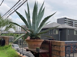 ◆　アガベ サルミアナ ★Agave Salmiana★　１７センチ　良品◆