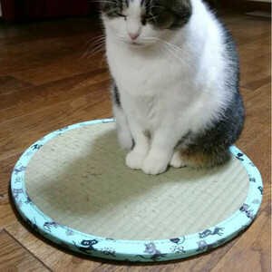 .. most discussed .. ho i ho i.. cat cat for cushion mat .. Chan tatami 2 diameter approximately 47×H1.2cm