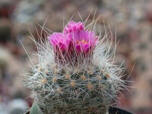 ペディオカクタス パラディネイ FH052.5, Kaibab Plateau 種子5粒