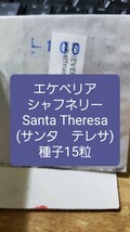 エケベリア　シャフネリー, Santa Theresa サンタ　テレサ　種子15粒_画像1