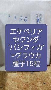 エケベリア　セクンダ パシフィカ　=　グラウカ　種子15粒