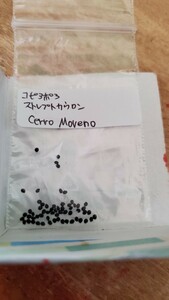 コピアポア　ストレプトカウロン, Cerro Moreno 種子5粒