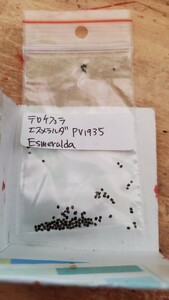 テロケファラ　エスメラルダナ PV1935 種子15粒