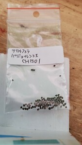 テロケファラ　パジョナレンシス CH1501 種子15粒