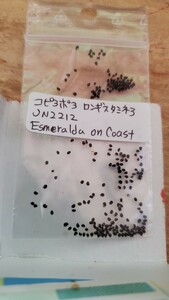 コピアポア　ロンギスタミネア JN2212 種子5粒