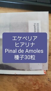 エケベリア ヒアリナ, Pinal de Amoles 種子30粒
