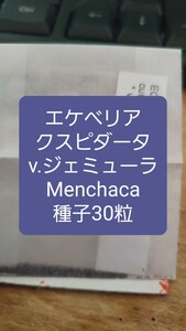 エケベリア　クスピダータ v.ジェミューラ, Menchaca 　種子30粒