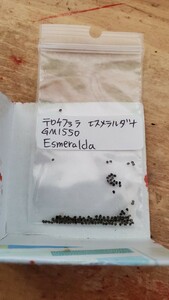 テロケファラ　エスメラルダナ GM1550 種子15粒