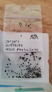 コピアポア　ロンギスタミネア JN2215 種子5粒