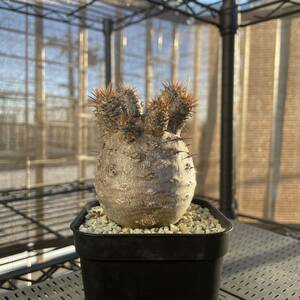 Pachypodium gracilius パキポディウム グラキリス 実生 コレクション株 検) マカイエンセ ウィンゾリー コーデックス