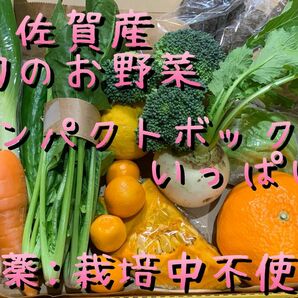 野菜詰め合わせ＊旬のお野菜＊