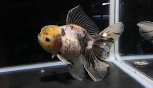 【アクアヒーリング　プレアデス】　金魚　タイ産　ローズテールオランダ　5