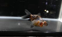 【アクアヒーリング　プレアデス】　金魚　キャリコ玉サバ　墨銀鱗系統　10_画像5