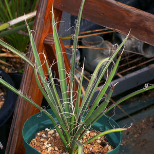 ユッカ・ポトシナ 実生５年以上Yucca potosina ブルーユッカ ∂∂∂