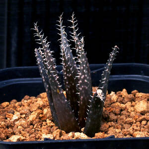 アロエ・ハオルチオイデス ブラックフォーム Aloe haworthioides Black Form 極小原種アロエ ∂∂∂