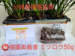 ■蜂に聞いた奥義書■31日まで27群捕獲■例年50数群捕獲の実績あります■人工ルアーに勝る実績あり■蜂がひとりで入居してくれる方法