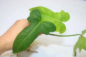 2/25落札　出品番号5番 Philodendron ‘Golden Dragon variegated’ フィロデンドロン ゴールデンドラゴン元斑入り