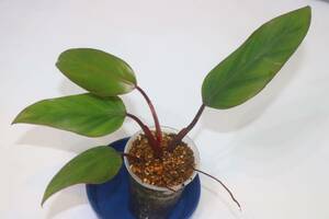 2/25落札　出品番号8番 Philodendron erubescens “Strawberry Shake” フィロデンドロン ストロベリーシェイク、元斑入り