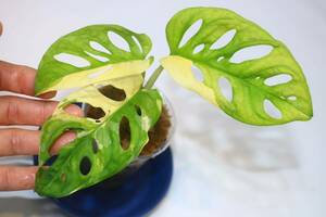 3/3落札　出品番号9番 マドカズラ　モンステラ アダンソニー 斑入り Monstera adansonii variegated