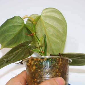 3/3落札 出品番号14番 フィロデンドロン sp. エクアドル産 Philodendron sp.Ecuador、初の大株、親株サイズの画像4