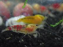 ＝AASO=Shrimp ドラゴンサンライズ　13ミリ前後　10匹　_画像8