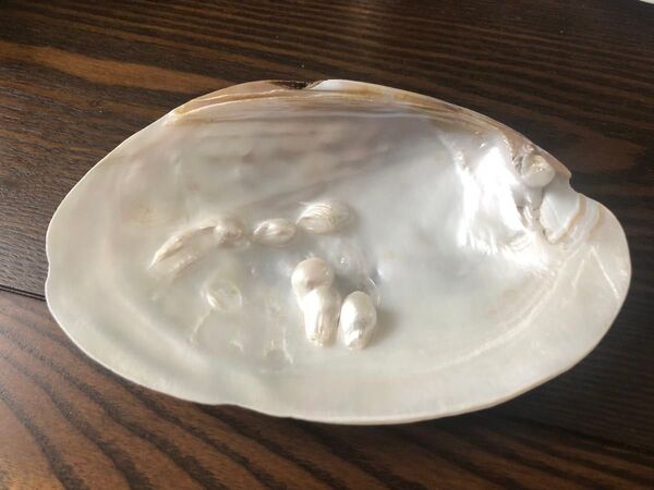 貝皿 パール 貝 さら 貝さら インテリア プレート トレー