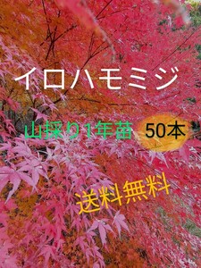 イロハモミジ1年苗 50本(抜き苗) [もみじ 紅葉 盆栽]