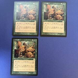 MTG/リス番/Squirrel Wrangler/日本語/3枚