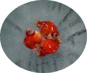 【ＫＨＦ】 金魚 玉サバ 当歳魚 約９～１０Ｃｍ ３尾セット 青木養鯉場産（山古志）B09B