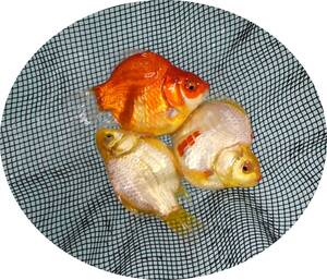 【ＫＨＦ】 金魚 玉サバ 当歳魚 約９～１０Ｃｍ ３尾セット 青木養鯉場産（山古志）B24B