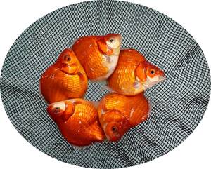 【ＫＨＦ】 金魚 玉サバ 当歳魚 約１０Ｃｍ ５尾セット 青木養鯉場産（山古志）B17B