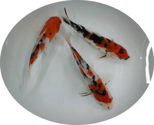 【ＫＨＦ】 錦鯉 大正三色 約２１～２２Ｃｍ ３尾セット 青木養鯉場産（山古志）B12D