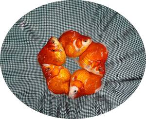 【ＫＨＦ】 金魚 玉サバ 当歳魚 約１０～１１Ｃｍ ５尾セット 青木養鯉場産（山古志）B28C