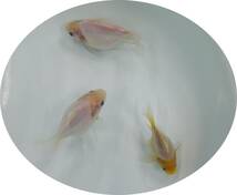 【ＫＨＦ】 金魚 玉サバ 当歳魚 約８～１０Ｃｍ ３尾セット 青木養鯉場産（山古志）B12A_画像2
