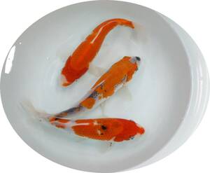 【ＫＨＦ】 錦鯉 ミックス 約２４～２５Ｃｍ ３尾セット 青木養鯉場産（山古志）B09C