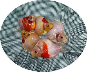 【ＫＨＦ】 金魚 玉サバ 当歳魚 約８～１１Ｃｍ ５尾セット 青木養鯉場産（山古志）B13A