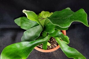 ** staghorn fern .* Platycerium *ne The - Land *D*(4 number pot )