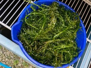 ★バケツ１杯分★水草アナカリス (オオカナダモ) ★送料込★メダカ・金魚の産卵に★