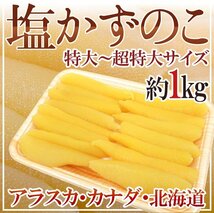 限定1箱！本チャン【ジャンボ塩かずのこ】1ｋｇ １本羽 贈答◎！！！！_画像1