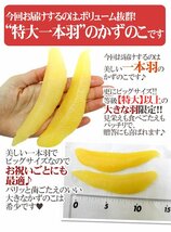 限定1箱！本チャン【ジャンボ塩かずのこ】1ｋｇ １本羽 贈答◎！！！！_画像5