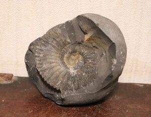 アンモライト アンモナイト 約525g Ammolite Ammonite 化石 ネパール 歴史資料 考古学 原石 自然石 天然石 鑑賞 置物 オブジェ n519