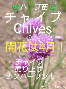 ハーブ苗　チャイブ　春のガーデニングはじめてみませんか　チャイブ　Chives 40本以上