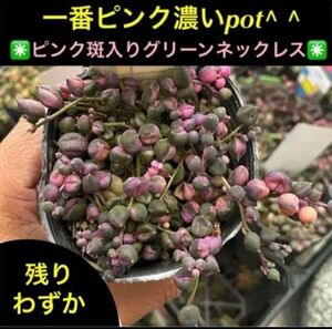 希少!ピンク斑入りグリーンネックレス!根付きとcut※そろそろ完売します! 多肉植物