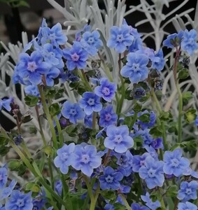 シノグロッサムの種　15粒　種子 秋春蒔き　花の種　同梱可能　青い花　青花　ブルーガーデン　ブルーの花 蒼い　濃い青　碧