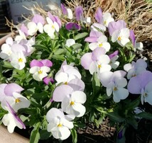 ビオラの種　15粒　薄紫白　バイカラー　花の種　種子　春秋播き　同梱可能　うさぎももか　ホワイト　パープル　2色使い_画像3