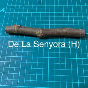 De La Senyora (H)穂木　いちじく穂木 イチジク穂木 