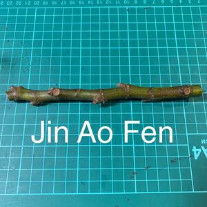 Jin Ao Fen穂木 イチジク穂木 いちじく穂木 