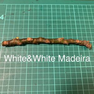 White&White Madeira穂木　イチジク穂木 いちじく穂木 