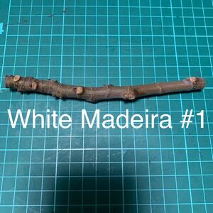 White Madeira #1穂木② いちじく穂木 イチジク穂木 